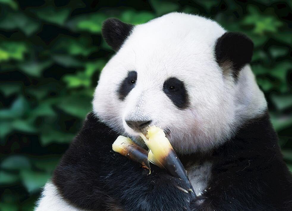 果赖大熊猫  Panda  图书 平装